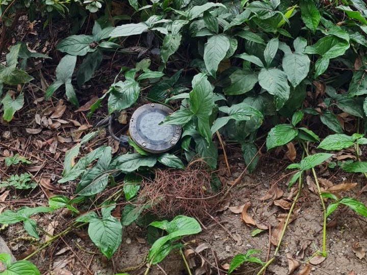 Luminaria colocada a ras de suelo entre plantas del jardín